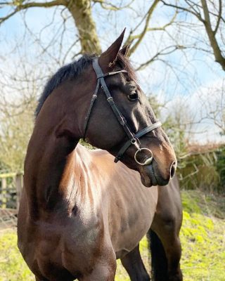 SOLD! This beauty left the stable 🐴 Best of luck to his new owners ✨ • • • • #horsesforsale #showjumping #jumpinghorses #horsesofinstagram #qualityhorses #horse #horseshow