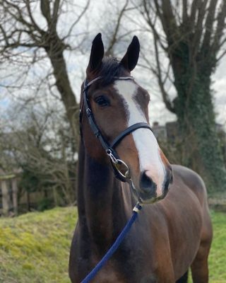 NEW IN 💥 5yo gelding by Imothep (Indoctro) x Corland 🦄 Green, but saddle broken. Get in touch right away✨ 💌 DM 📱 0031623369003 • • • • #horsesforsale #showjumping #jumpinghorses #horsesofinstagram #qualityhorses #horse #horseshow